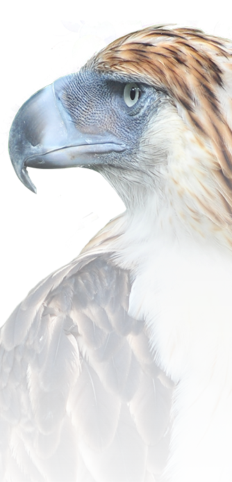OURFIRM_Philippines_Eagle.png